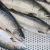 Import Good quality Fresh Frozen Chum Salmon Fillet Fish from China