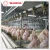 Import Good Sale Halal Poultry Meat Slaughtering Equipment for Poultry Slaughterhouse from China