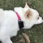 GPS +wifi+ LBS location 1500mAh Pet Dog gps tracker
