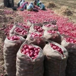 Grade1 Onion Fresh Onion Wholesale Price