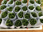 Green Fresh Asparagus for exports.