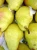 Import High quality Fresh Organic Pears from Egypt