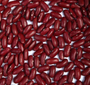 High Quality Organic Red Kidney Beans