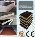 Hot sale plywood /film faced plywood