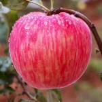 Hot Sale Product Big Fruit Red Sweet Apple Bulk Fresh Apples