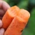 Import Hot Selling Fresh Chinese Red High Water Content Carrot For Sale from China
