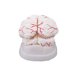 Buy Human Skull With Brain Anatomical Model 8part Life Size Anatomy For ...