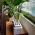 Import indoor artificial plant from China