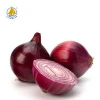 Liliaceous Vegetables Product Type and Fresh Style Red Onions