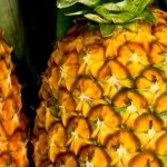 malaysia fresh pineapple