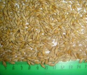 Malted Barley , Feed Barley grain, Barley Malt grain
