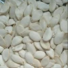 Market price snow white pumpkin seeds 11cm with best quality