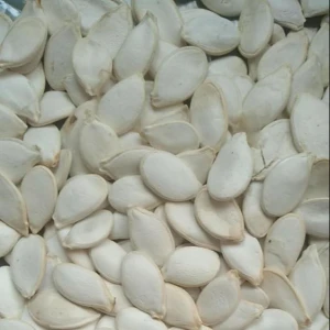 Market price snow white pumpkin seeds 11cm with best quality