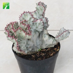 Natural succulent plants Euphorbia Lactea Cristata for sale