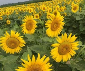 NON-GMO hybrid sunflower seed for SOWING