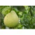 Import Organic Type Green Skin Pomelo High Quality Best Product Fresh Fruit From Vietnam from Vietnam