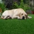 Import Pet friendly synthetic grass easy to clean 4 x 25m artificial grass for household Ideal for all types of gardens from China