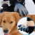 Import Pet Shedding Brush Hair Remove Dog Glove Grooming Tool pet grooming glovers from China