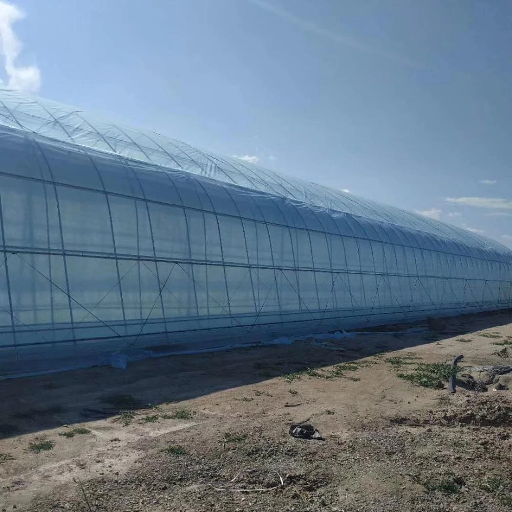 Plastic film Greenhouse made in China greenhouse