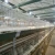 Import Popular Type Steel Structure Chicken Farm Broiler Poultry House from China