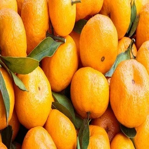 PREMIUM FRESH ORANGES - Big Orange Fruits Best Price Offer ..