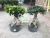 Import Professional manufacture cheap foliage plants natural plants ornamental ficus bonsai plant , ficus restusa, ficus S ginseng from China