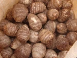 Quality Fresh Taro