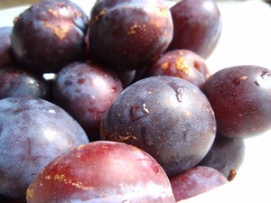 Quality Juicy Fresh Plums Now Available And Ready for Export