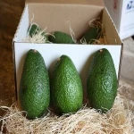 quality Prices Fresh Sweet Hass Avocado