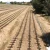 Import raingod drip irrigation system single blade labyrinth drip tape from China
