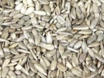 SUNFLOWER KERNELS BAKERY GRADE | PEELET SUNFLOWER SEEDS