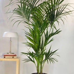 TEL +8618924003579 hawaii palm leaves artificial palm tree  bonsai