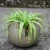 Import The best import ornamental artificial bonsai dwarf plants from China