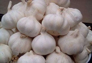 Top Quality Free Sample for garlic bulb extract 25% Allicin powder with lowest price