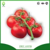 Unlimited growth hybrid tomato seeds Israel