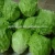 Import Vegetables frozen packed No rotten leaf lettuce cold transportation romaine lettuce from China