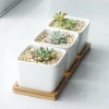 White Home Office Decor Mini Succulent Plant Pots With Hole Ceramic Flower Cactus Pots With Wooden Tray