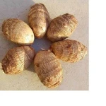 wholesale Fresh Eddo, Fresh Taro for sale