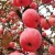 Import Wholesale Gansu China Fruit Sweet FUJI Apple Nice Prices Fresh FUJI Red Fresh Sweet Apple with nice prices from China