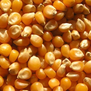 Yellow Maize / Corn