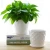 Import [ZIBO HAODE CERAMICS]Multiple designs plant indoor decorative ceramic flower pot from China