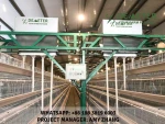 4 Tier 120pcs layer chicken cage, battery cage