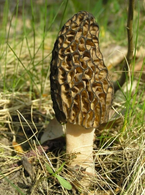 morel mushroom (guchhi )