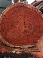 High Quality Padauk Logs Wholesale Fast Delivery