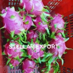 Fresh White Flesh Dragon Fruit from Vietnam for Exporting, mildly sweet and refreshing taste