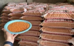 Premium Red Lentils for Food Processing
