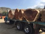 Hardwood logs
