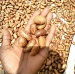 Bitter Kola Nuts, Garcinia Kola Nut Premium