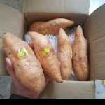 Cilembu / Honey Sweet Potato