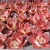 Import 043 Echeveria Robin Succulents Live Plant Korean Succulents Gardening Floral Woody Plant from China